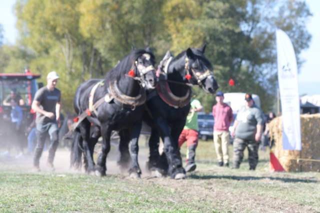 DSC_9522